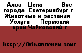 Алоэ › Цена ­ 150 - Все города, Екатеринбург г. Животные и растения » Услуги   . Пермский край,Чайковский г.